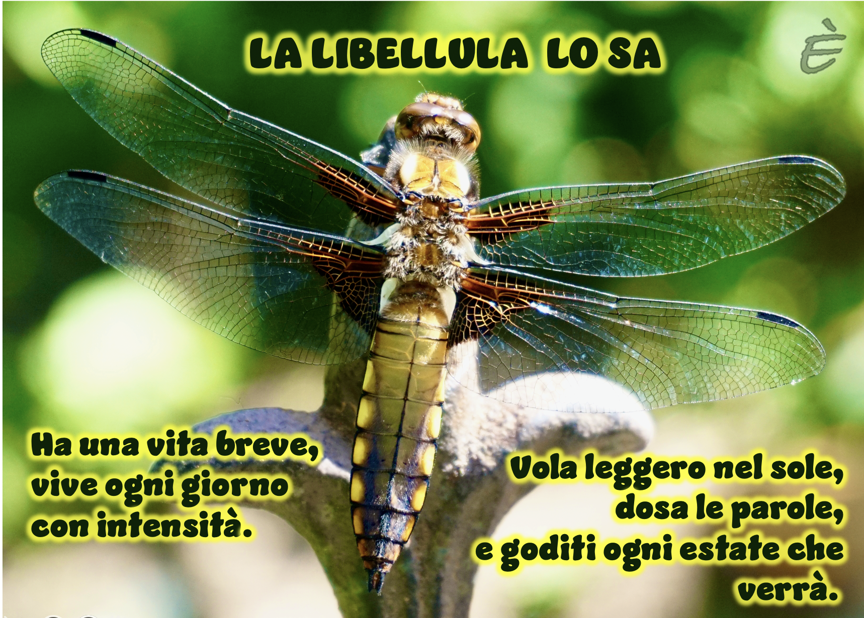 La libellula