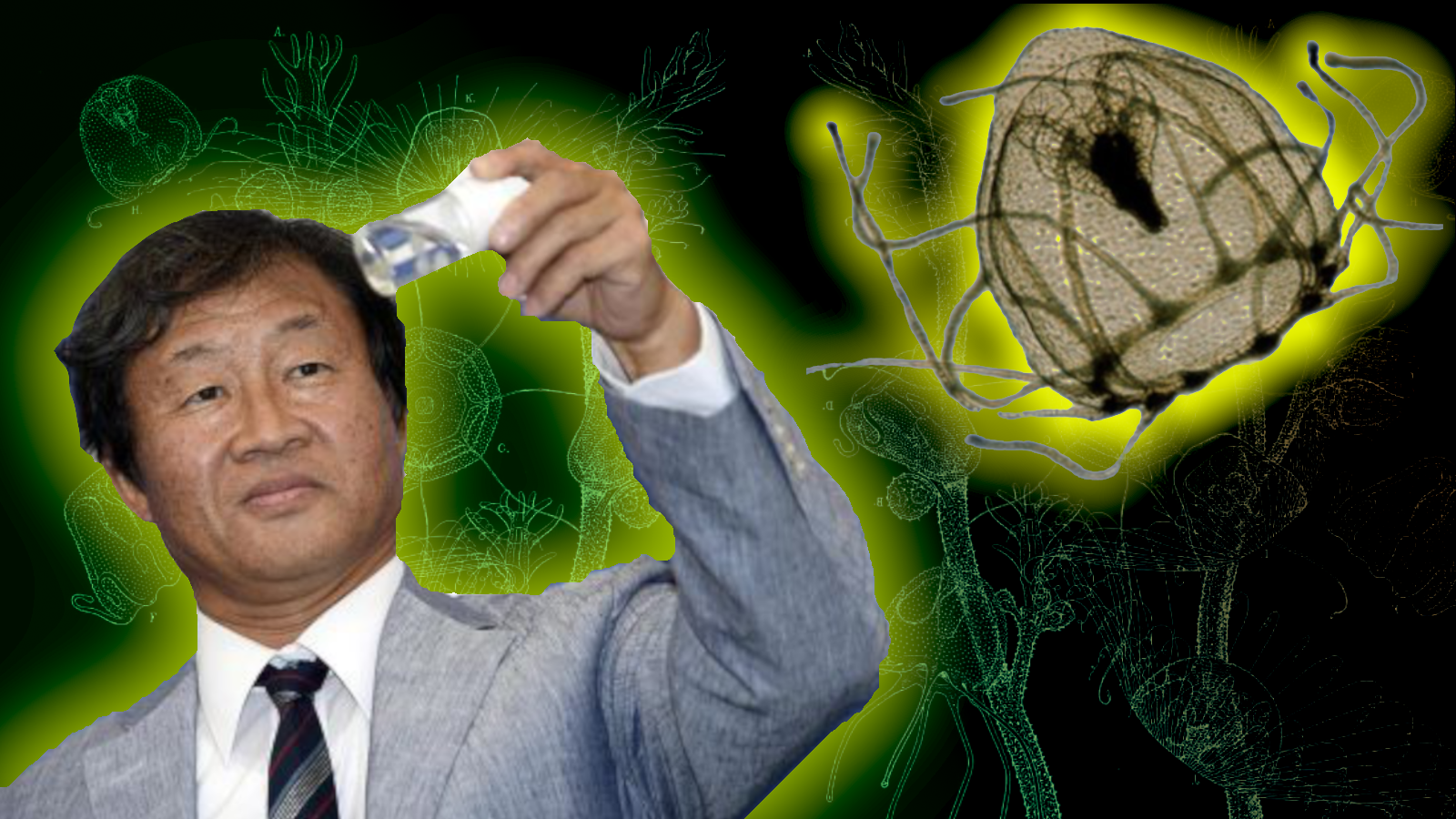 Amanti tenaci di meduse immortali