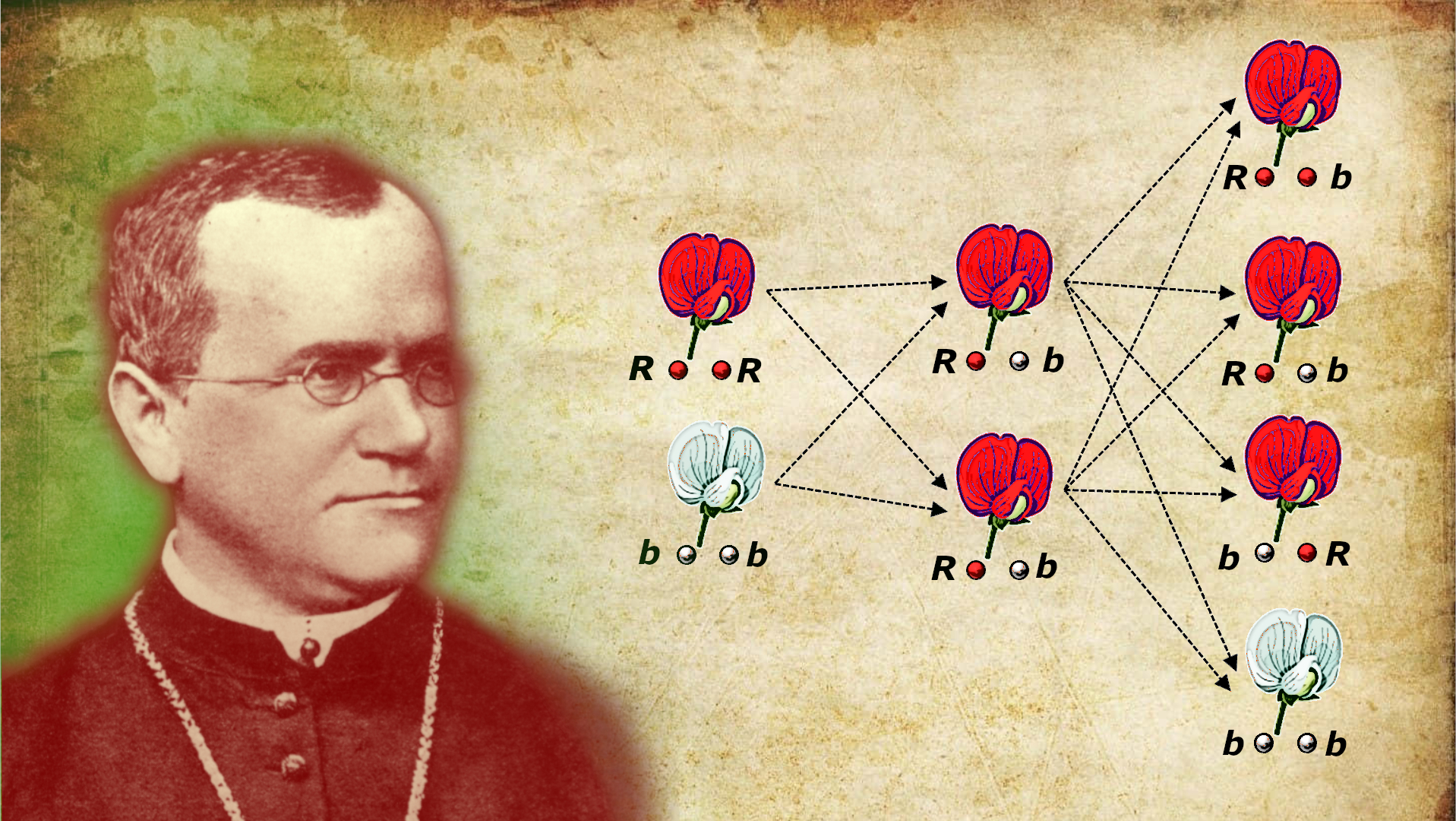 Mendel, il giardiniere tenace